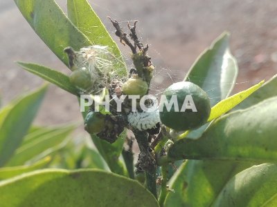 Cryptolaemus montrouzieri
